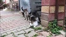 Ridiculous Cats Mating ( Group Mating ) 2017