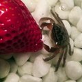 Just a tiny crab eating a strawberry 呂