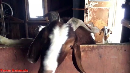 Funny Screaming Goat Ollie - A Yelling