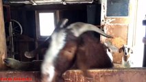Funnyg Goat Ollie - A Yelling Goats Video