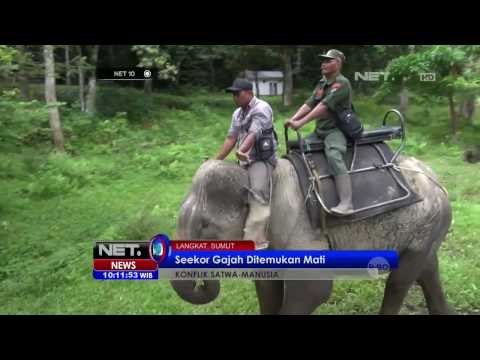 Seekor Gajah Ditemukan Mati di Langkat Sumut - NET10