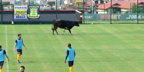 Bulgaristan'da Oynanan Hazırlık Maçında Sahaya Öküz Girdi