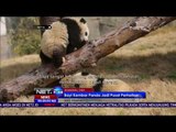 Aksi Lucu Panda Menggigit Rambut Pengunjung yang Mau Berfoto - NET24