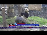 Aksi Panda Lucu Olahraga Pull Up - NET24