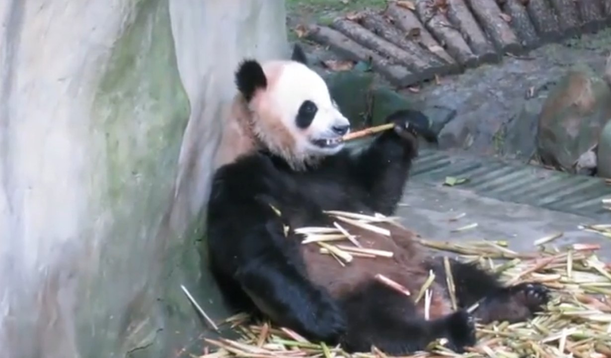 Pair of Pandas From China Arrive in Berlin Zoo