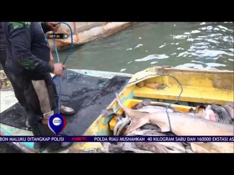 Petugas Gagalkan Penyelundupan Hiu - NET24
