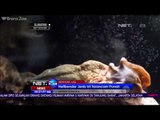 Salamander Raksasa di Branx Zoo Merupakan Satu-satunya di Amerika Utara - NET24
