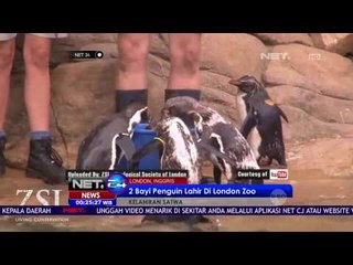 Lucunya 2 Bayi Pinguin Yang Lahir di London Zoo - NET24