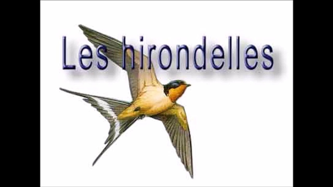 Mes Hirondelles