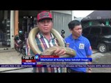 King Cobra Sepanjang 4 Meter Masuki Ruang Kelas SD di Palangkaraya - NET24