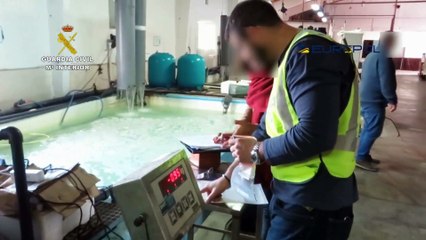 SEPRONA última campaña contra el tráfico ilegal de angulas con 48 detenidos y 4.000 kg intervenidas