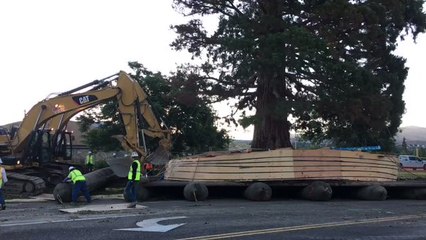 Idaho Sequoia Tied to John Muir Moved to New Home