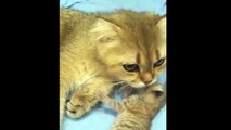 Kittens Talking and Ps Compilation _ Cat mom hugs baby kitten