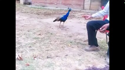 Peacock eating out of hand