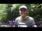 Bayi Gajah Ditemukan Mati di Aceh NET12