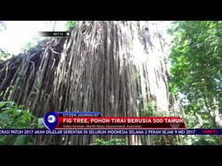 Pohon Unik Menarik Hati - NET12