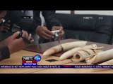 TKI Selundupkan 5 Gading Gajah Dari Malaysia - NET24