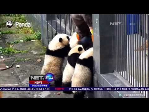 Lucunya 4 Anak Panda yang Saling Berebut Masuk Pintu Kandang - NET24