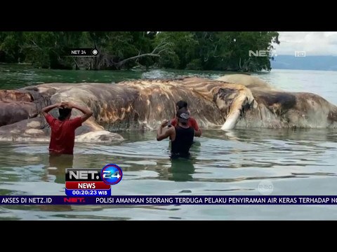 Bangkai Ikan Paus Terdampar Jadi Tontonan Warga - NET24