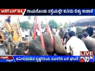 Tamil Nadu: Elephant Hit By A Bus Severely Injured Near Krishnagiri