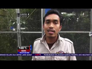 60 Kukang Selamat dari Perdagangan Liar - NET24