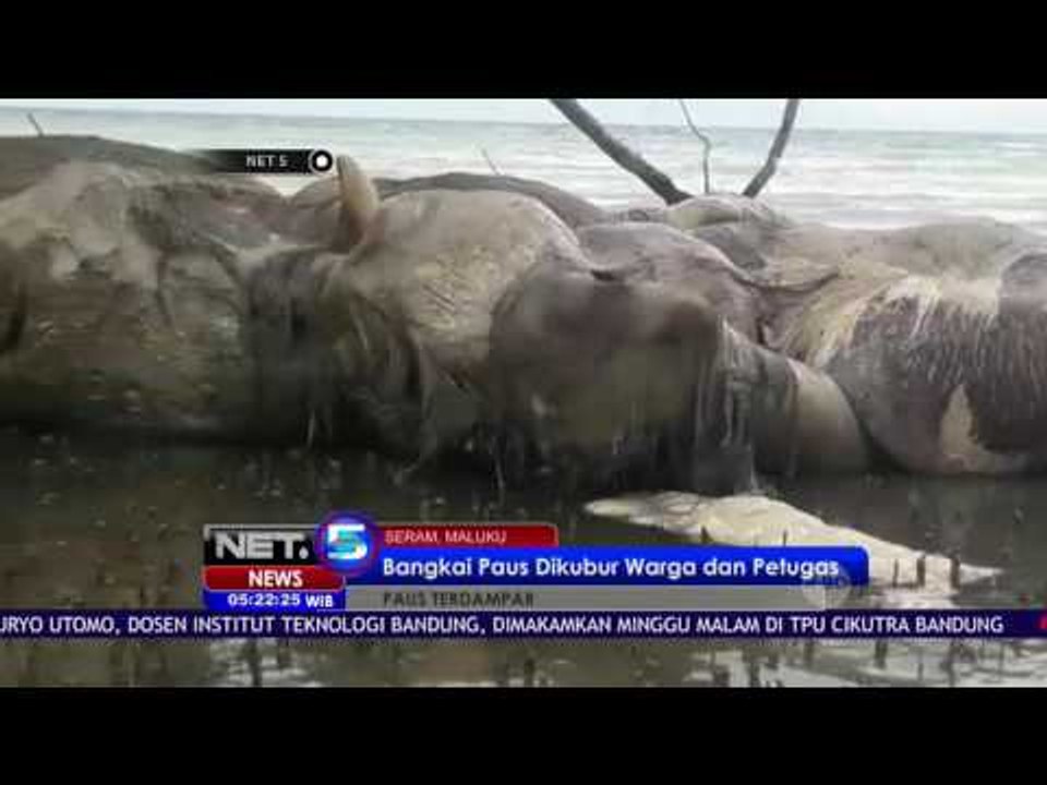 Warga dan Petugas Kubur Bangkai Paus - NET5