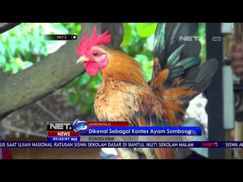Kontes Unik 'Kesenian dan Kecantikan Ayam' - NET5