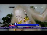 Orangutan Albino Diberi Nama - NET5