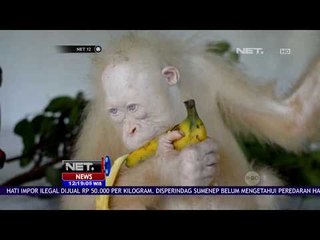 Alba, Nama Baru untuk Orangutan Albino  - NET12