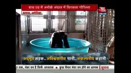 Dancing Gorilla Goes Viral