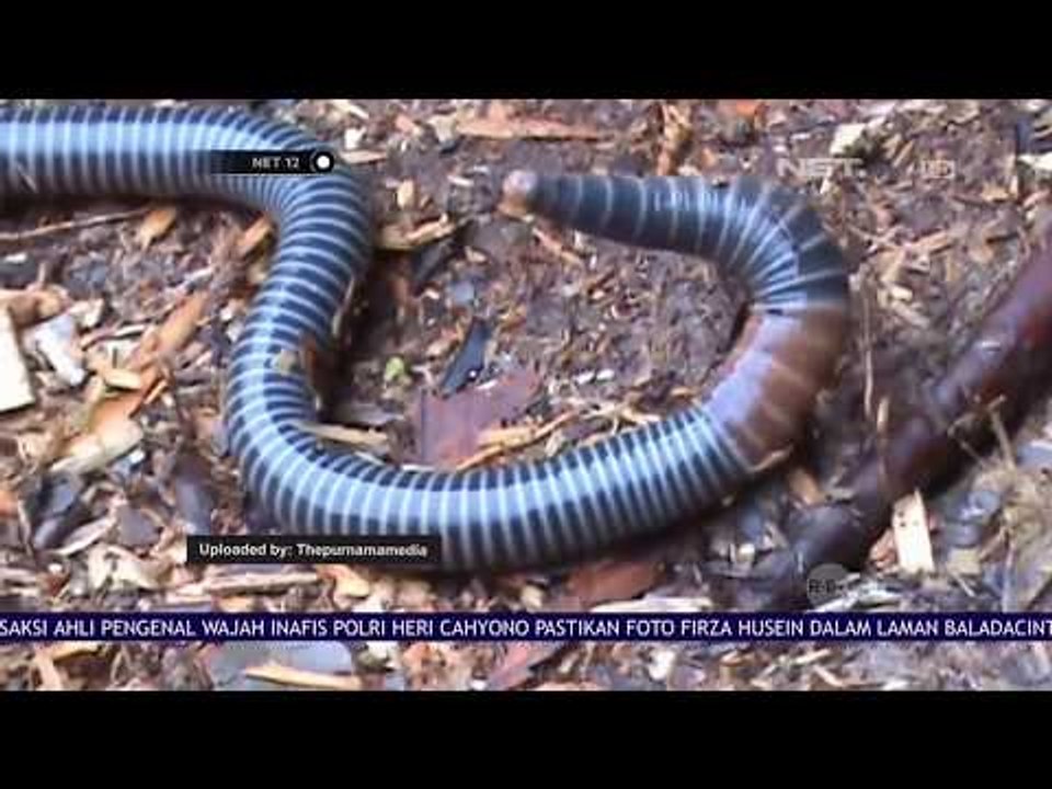 Cacing Sonari - NET12
