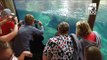 Large Crowds Gather for Chance to See Cincinnati Zoo's Baby Hippo