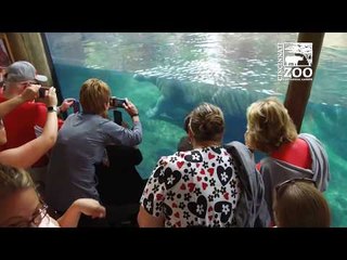 Large Crowds Gather for Chance to See Cincinnati Zoo's Baby Hippo