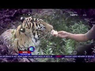 Persahabatan Manusia dan Harimau - NET12
