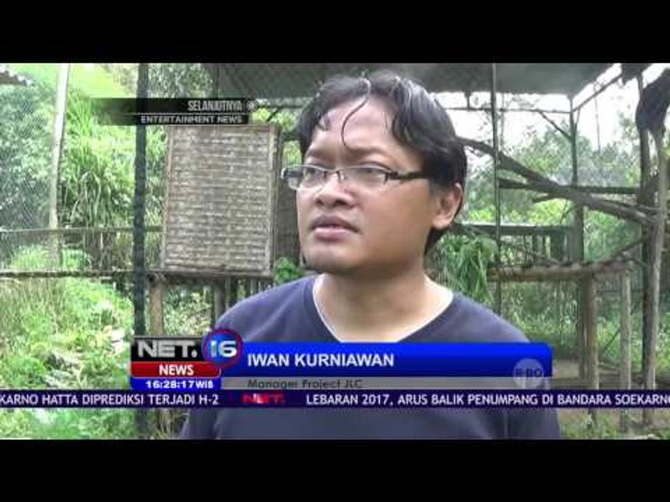 Tiga Lutung dari Inggris Masuk Konservasi Satwa Langka - NET16