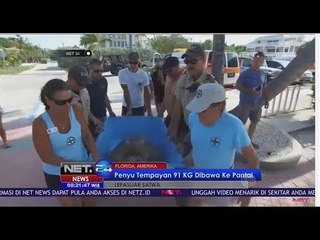 Lepas Penyu Tempayan Seberat 91 Kg - NET24