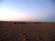 Pferde bei Sonnenuntergang in Gobi