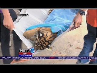Anak Harimau Mati - NET 24