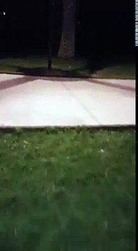 Ratti a spasso nella villa Comunale di Andria e sugli alberi