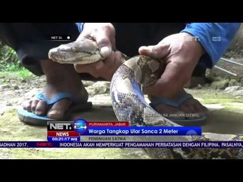 Warga Tangkap Ular Sanca Sepanjang Dua Meter - NET24