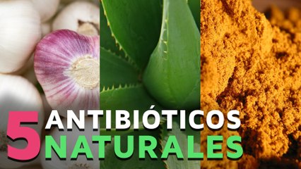 5 Poderosos antibióticos naturales