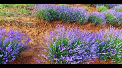 Tovoion Tv Ανθοφορία Λεβάντας στα Κτήματα του Θωμά Σεμερτζίδη στο Ανθοχώρι Βοΐου