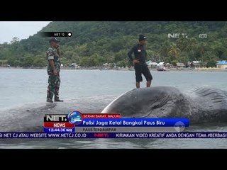 Polisi Jaga Ketat Bangkai Paus Biru - NET12