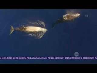 Pantau Perjalanan Paus Lewat Drone - NET 12