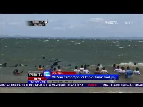 20 Paus Terdampar di Pantai Timur Laut - NET 12