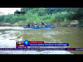 Keseruan Melihat Orangutan di Habitatnya - NET12