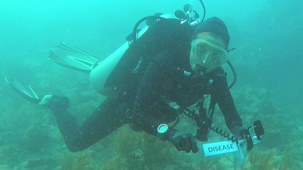 How Florida’s dying coral reef might devastate the economy in the Keys