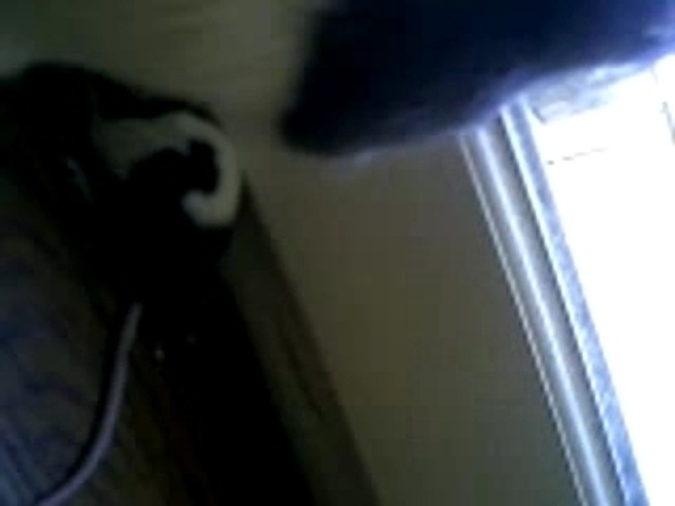 rat et souris une amitier