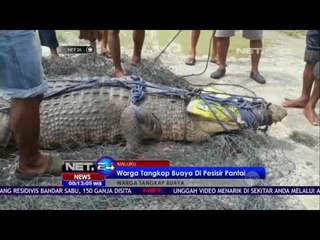 Warga Tangkap Buaya di Pesisir Pantai - NET24