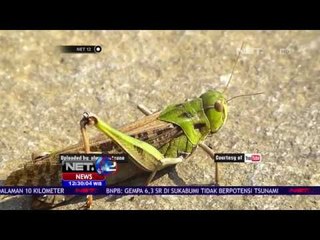 Fenomena Serbuan Belalang - NET12